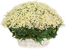 Цветочная композиция из Ромашки в корзине #REPLACE_PRED# Вознесенском
